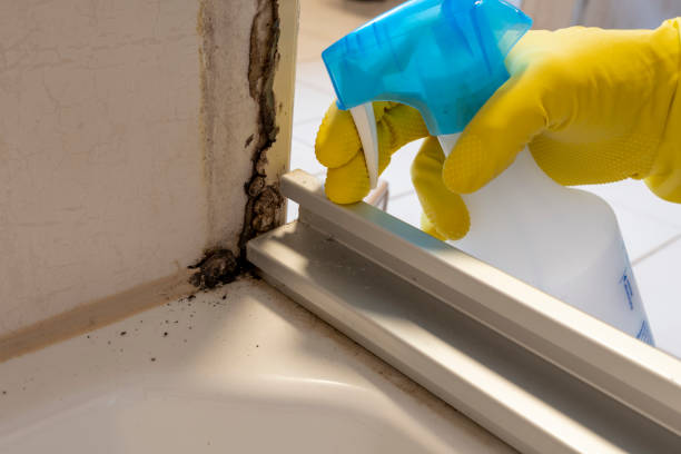 Best Basement Mold Removal  in USA